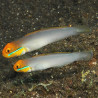 Valenciennea strigata : 9 à 12 cm